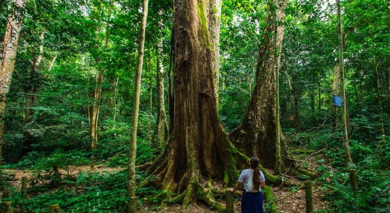 parc national de cuc phuong