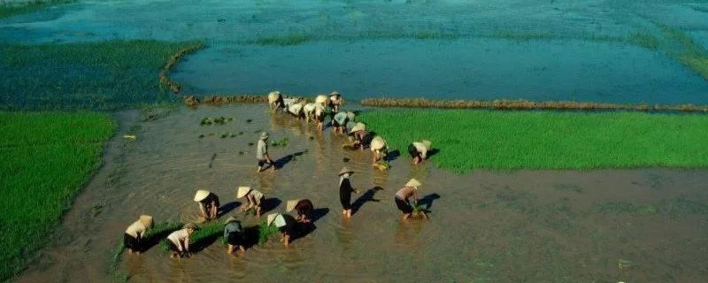 Le riz au Vietnam : au cœur de la culture et des traditions