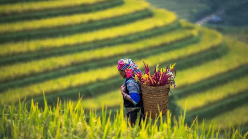 Mu Cang Chai : Voyage au rythme des saisons