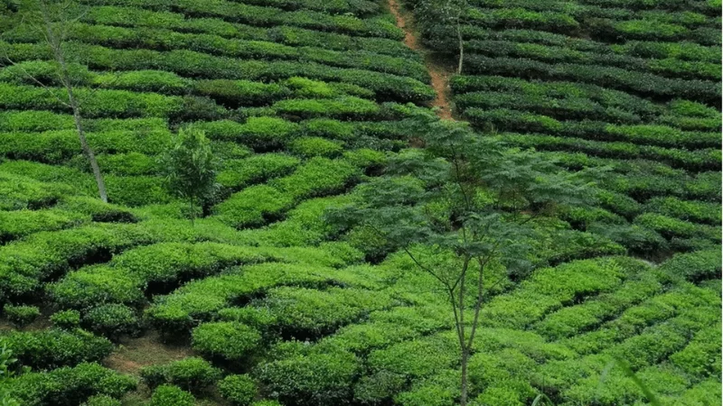 Les plantations de th&eacute; de Suoi Giang