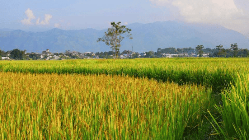 Champs de Muong Lo