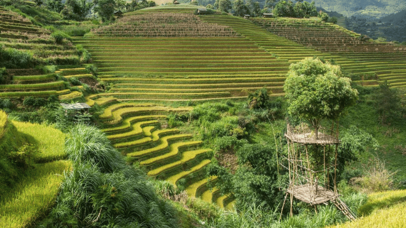 Les rizières en terrasses de Mu Cang Chai