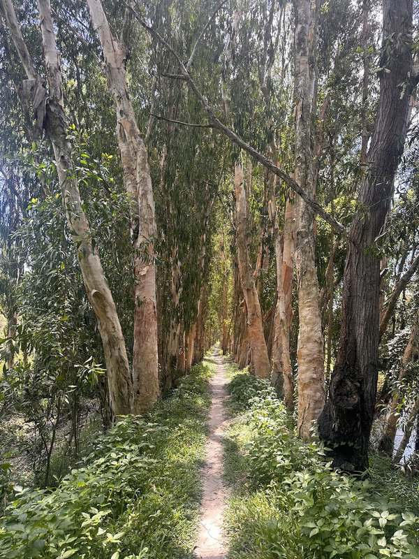 La forêt de cajeputiers à Tra Su