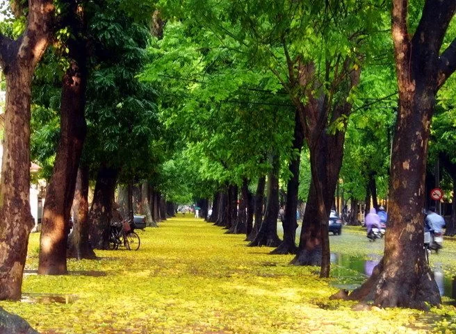 Pho_phan_dinh_phung
