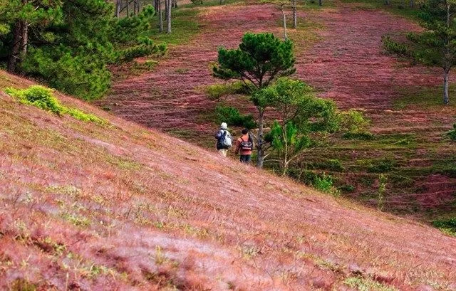 Tapis d’herbes roses à Da Lat