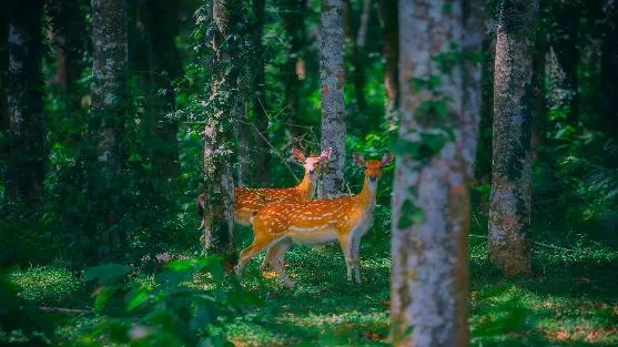 Parcs Nationaux au Vietnam : Les Écosystèmes à Ne Pas Manquer