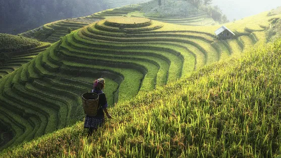 Rice Terraces Travel Guide: Exploring Northern Vietnam