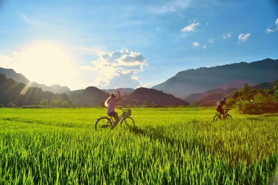 La culture du riz au Vietnam : Un art ancestral