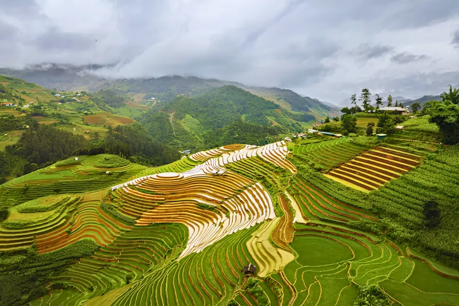La culture du riz au Vietnam : Un art ancestral