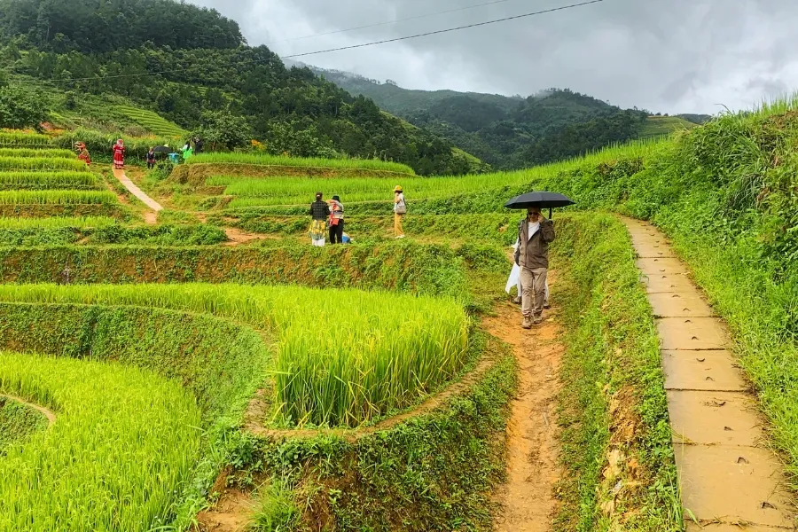 La culture du riz au Vietnam : Un art ancestral