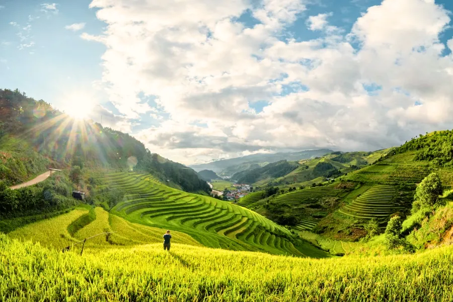 La culture du riz au Vietnam : Un art ancestral