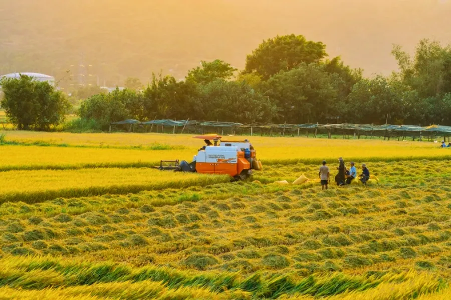 La culture du riz au Vietnam : Un art ancestral