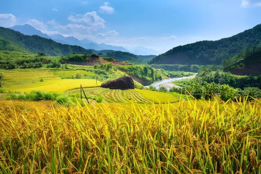 La culture du riz au Vietnam : Un art ancestral