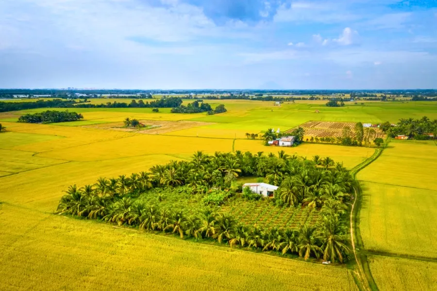 La culture du riz au Vietnam : Un art ancestral