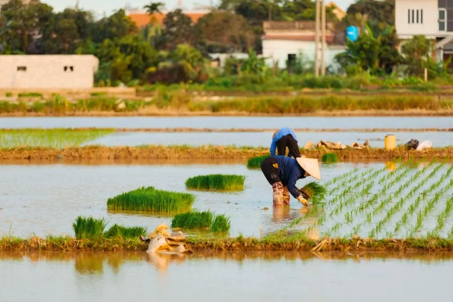 La culture du riz au Vietnam : Un art ancestral