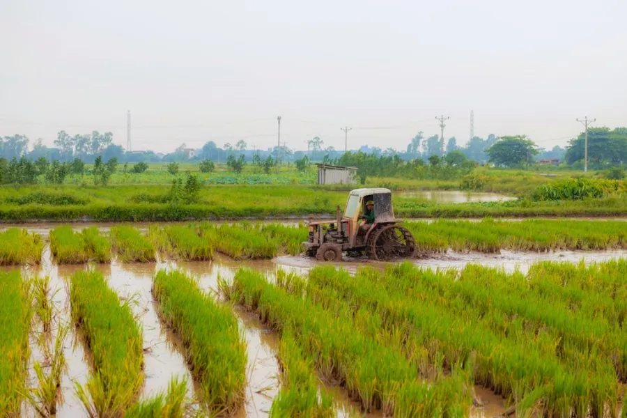 La culture du riz au Vietnam : Un art ancestral