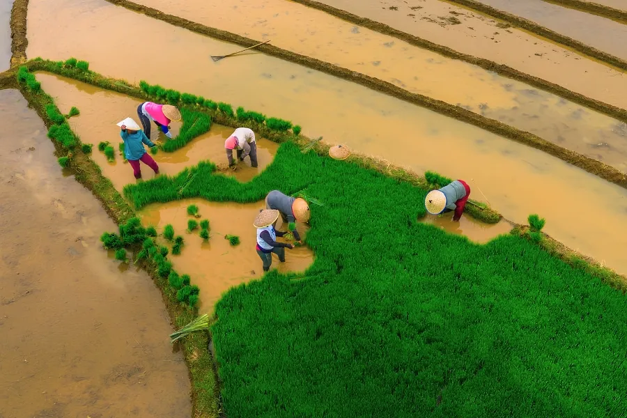 La culture du riz au Vietnam : Un art ancestral