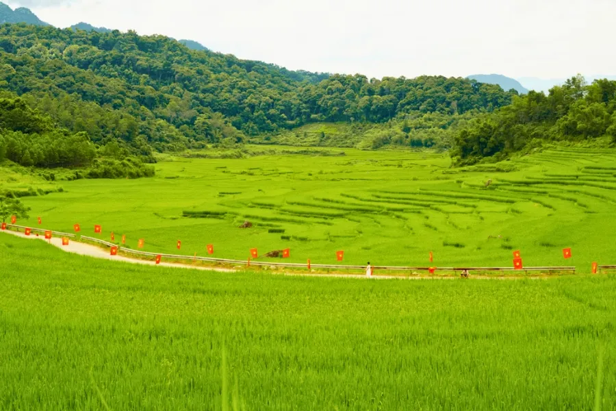 La culture du riz au Vietnam : Un art ancestral
