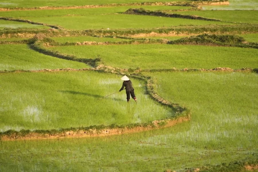 La culture du riz au Vietnam : Un art ancestral