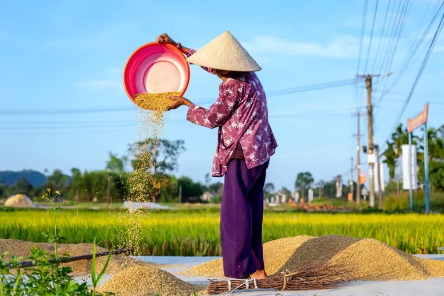 La culture du riz au Vietnam : Un art ancestral