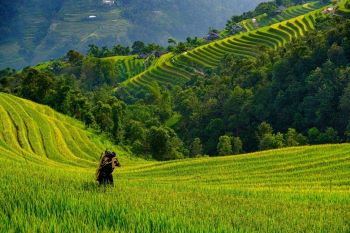 Vietnam, le haut Tonkin de l’Est jusqu'à la Baie d’Halong