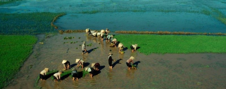 Le riz au Vietnam : au cœur de la culture et des traditions