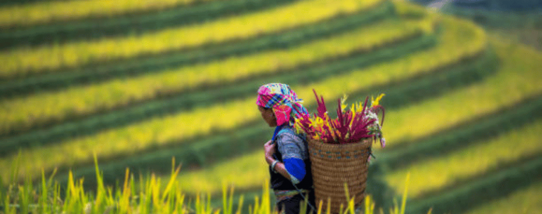 Mu Cang Chai : Voyage au rythme des saisons