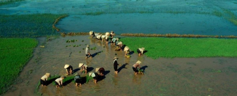 Le riz au Vietnam : au cœur de la culture et des traditions