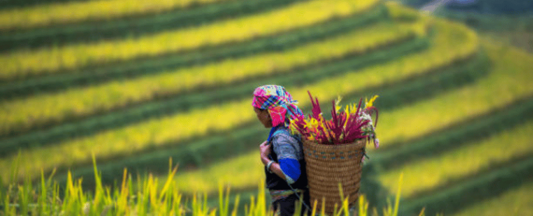 Mu Cang Chai : Voyage au rythme des saisons