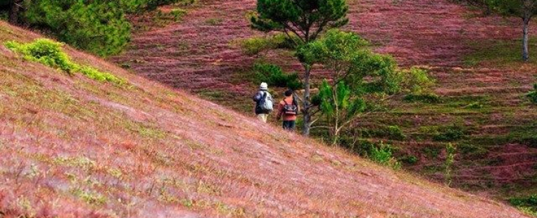 Tapis d’herbes roses à Da Lat