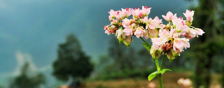 Tout Savoir sur la Saison des Fleurs de Sarrasin  à Ha Giang