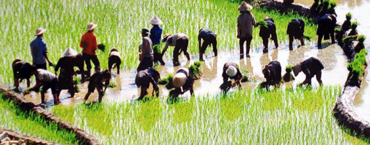 Les étapes de culture du riz