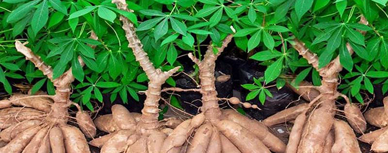 Les plats rustiques à base de manioc chez Vietnamiens