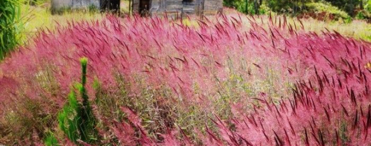 À la découverte des prairies d’herbes roses à Da Lat